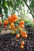 Sementes de Tomate Laranja