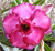 Sementes de Rosa do Deserto (Adenium)