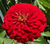 Sementes de Zinnia Gigante da Califórnia Vermelha
