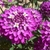 Sementes de Alyssum Rosa