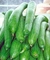 Sementes de Esponja Vegetal (Bucha)