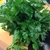 Sementes de Tempero Salsa Gigante Italiana Orgânica