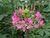 Sementes de Spider Flower (Planta-Aranha)