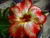 Sementes de Rosa do Deserto (Adenium)
