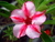 Sementes de Rosa do Deserto (Adenium)