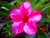 Sementes de Rosa do Deserto (Adenium)