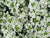 Sementes de Alyssum Branco