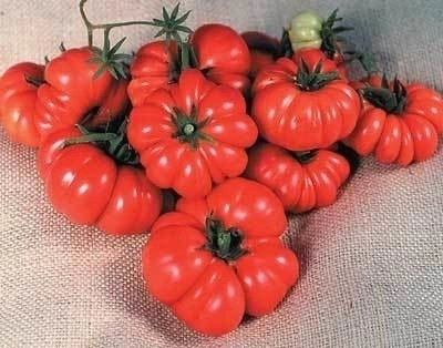 Sementes de Tomate Ponderosa Red