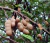 Sementes de Tamarindo