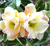 Sementes de Rosa do Deserto (Adenium)