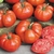 Sementes de Tomate Ponderosa Red
