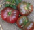 Sementes de Tomate Purple Calabash