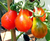 Sementes de Tomate Red Pear