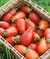 Sementes de Tomate Red Pear
