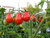 Sementes de Tomate Red Pear