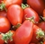 Sementes de Tomate Red Pear