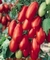 Sementes de Tomate Italiano San Marzano