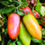 Sementes de Tomate Italiano San Marzano