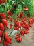 Sementes de Tomate Italiano San Marzano