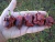 Sementes de Trinidad Scorpion Chocolate