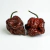 Sementes de Trinidad Scorpion Chocolate