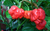 Sementes de Trinidad Moruga Scorpion