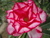 Sementes de Rosa do Deserto (Adenium)