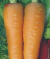 Sementes de Cenoura Kuranan