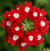 Sementes de Verbena