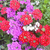 Sementes de Verbena