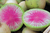 Sementes de Rabanete Melancia