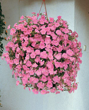 50 Sementes Petúnia Rosê (Blush Pink) - comprar online