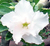 Sementes de Rosa do Deserto (Adenium)