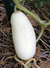 Sementes de Pepino Branco