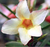 Sementes de Rosa do Deserto (Adenium)