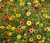 Sementes de Zinnia Persa Sortida