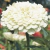 Sementes de Zinnia Gigante da Califórnia Branco