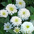 Sementes de Zinnia Gigante da Califórnia Branco