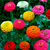Sementes de Zinnia Lilliput Sortido