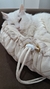 Cama Cupcake - A Casa é do Gato