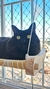 Rede para Janela com Ventosas - A Casa é do Gato