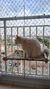 Rede para Janela com Ventosas - A Casa é do Gato