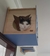 Kit Gatificação 03 - A Casa é do Gato