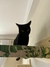 Kit Gatificação 02 - A Casa é do Gato