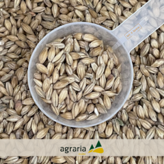 MALTE PILSEN • AGRÁRIA