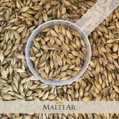 MALTE PILSEN • MALTEAR