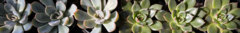 Banner da categoria Suculentas Mini - pote 6