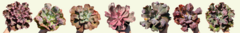 Banner da categoria Gibbifloras
