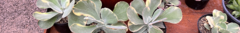 Banner da categoria Kalanchoe