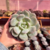 Echeveria Monroe - comprar online